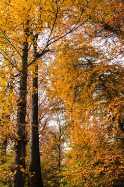 Sonbahar orman Park ağaçlar