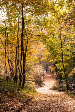 Sonbahar orman patika Park ağaçlar