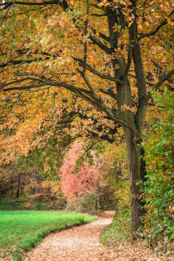 Sonbahar orman Park Pathtrees