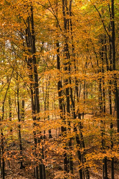 秋の森林公園 — ストック写真