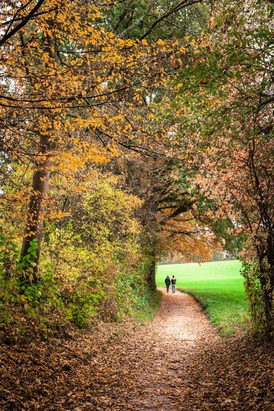 Autumn Forest Footpath Park Trees — Stock Photo, Image