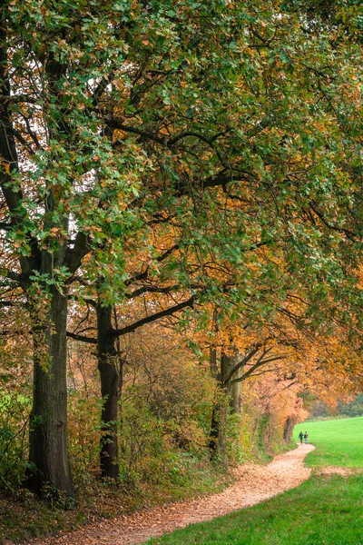 Sentier forestier d'automne Arbres de parc — Photo