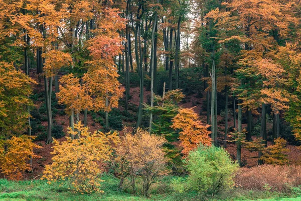 Jesień las parku drzew — Zdjęcie stockowe