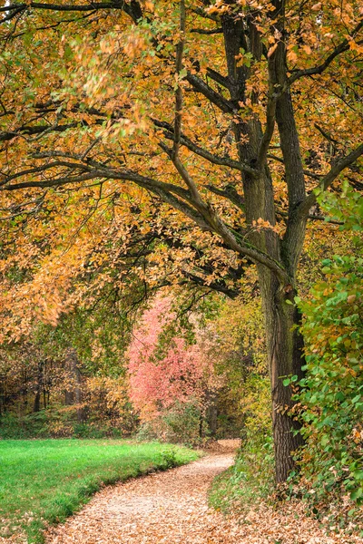 Autumn Forest Park PathTrees — Stock Photo, Image