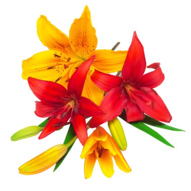 kırmızı ve sarı zambaklar