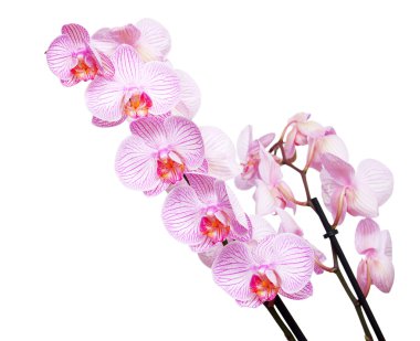 pembe orkide çiçekleri