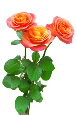 Bir demet pembe gül 