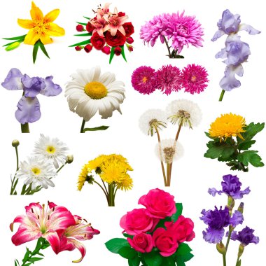 güzel renkli çiçekler