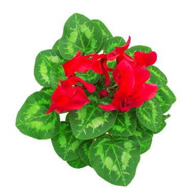 Red flowers of cyclamens clipart