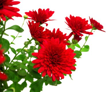 Kasımpatı çiçekleri