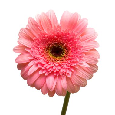 pembe gerbera çiçek