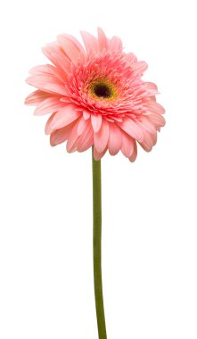 pembe gerbera çiçek