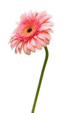 pembe gerbera çiçek