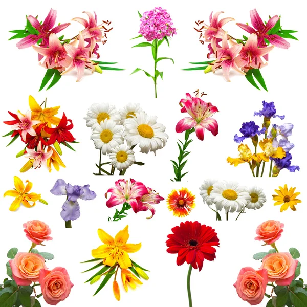 Vackra färgglada blommor — Stockfoto