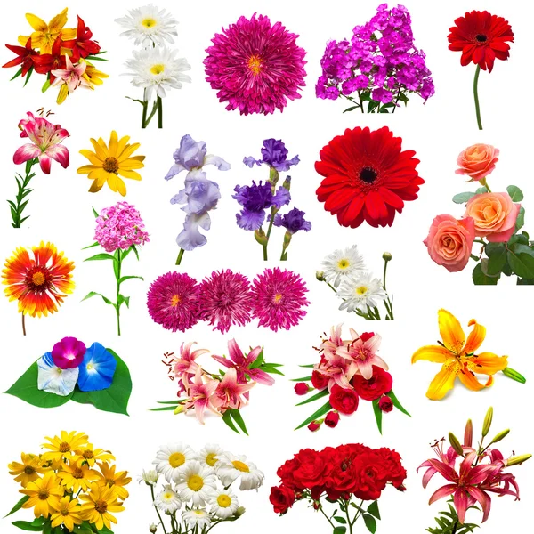 Mooie kleurrijke bloemen — Stockfoto