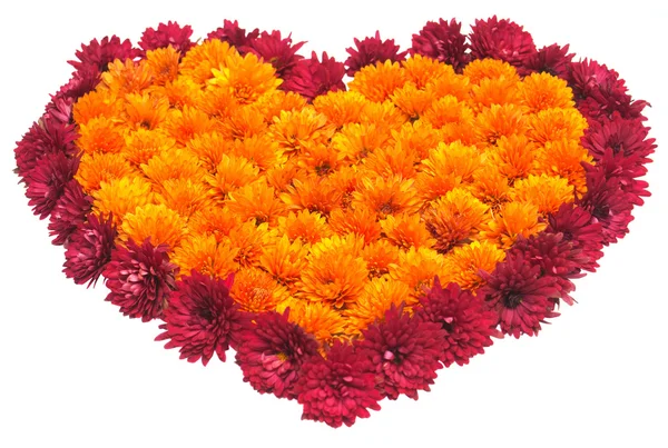 Corazón de crisantemos flores —  Fotos de Stock