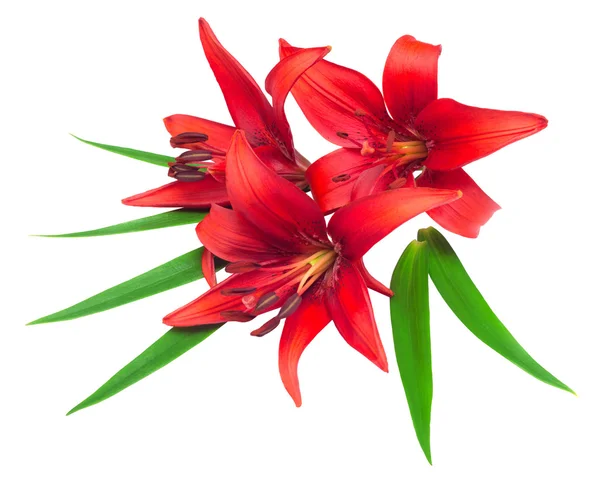 Bouquet of red lilies — Stock Photo, Image