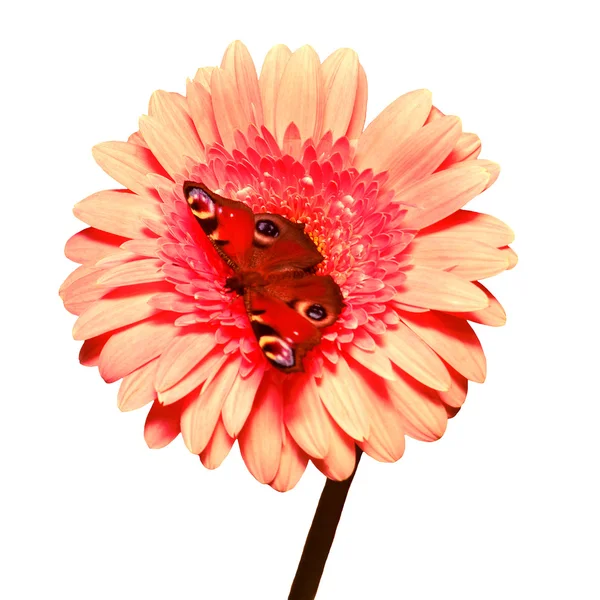 Borboleta em uma flor de gerbera — Fotografia de Stock