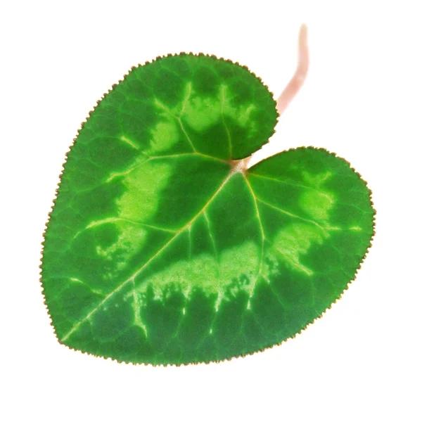 Frunză proaspătă de ciclamen — Fotografie, imagine de stoc