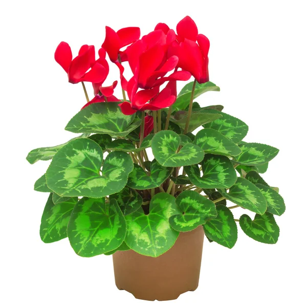 Rote Blüten von Cyclamen — Stockfoto