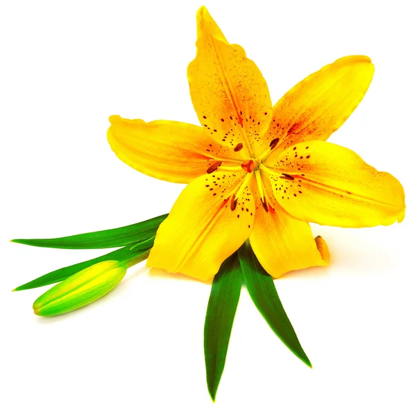 Желтые цветы лилии с бутонами — стоковое фото