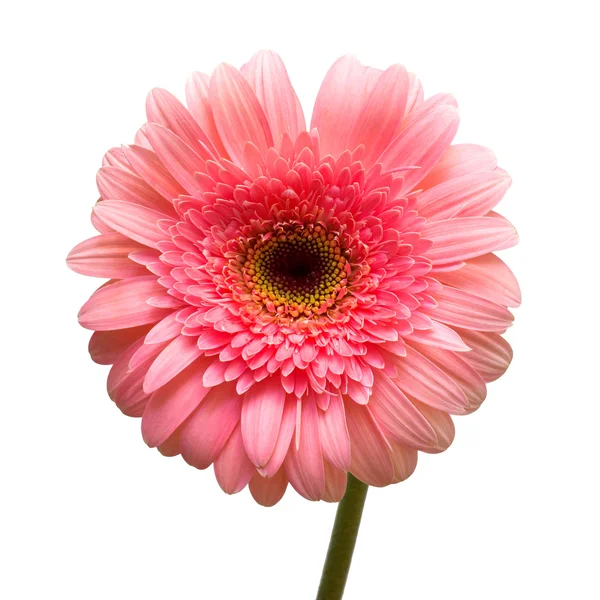 Pink gerbera flower — Stock Photo, Image