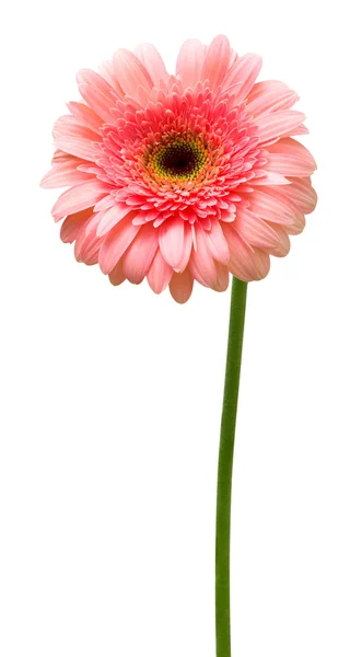 Gerbera ดอกไม้สีชมพู — ภาพถ่ายสต็อก
