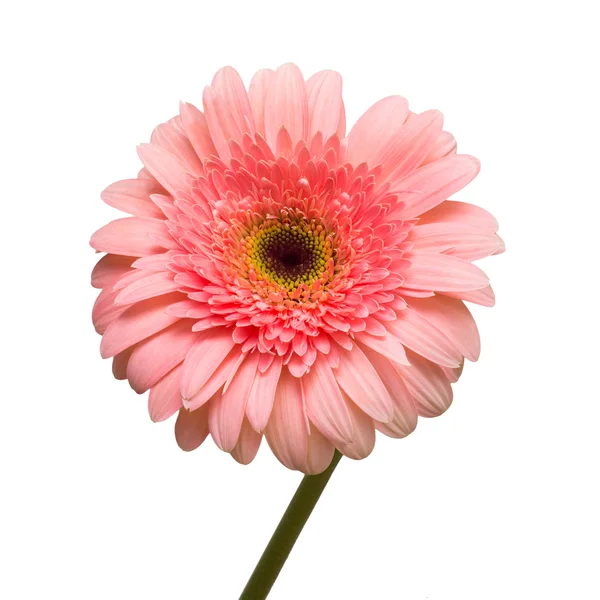 Flor de Gerbera rosa — Fotografia de Stock