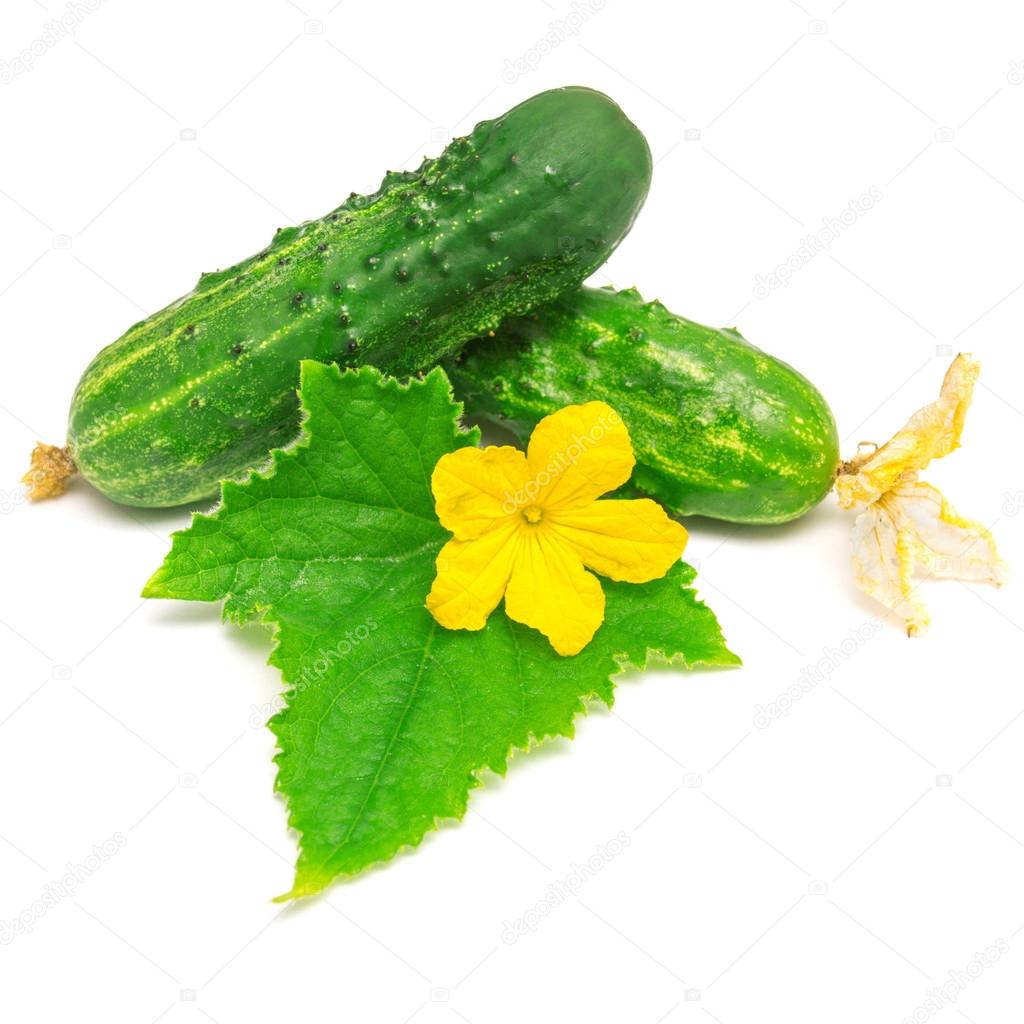 Cucumbers with leaves and flower