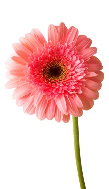 pembe gerbera çiçek