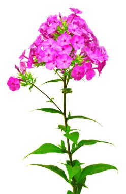 Phlox çiçeklerin güzel şube