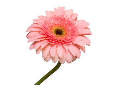 pembe gerbera Close-Up