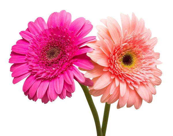 Δύο λουλούδια gerbera — Φωτογραφία Αρχείου