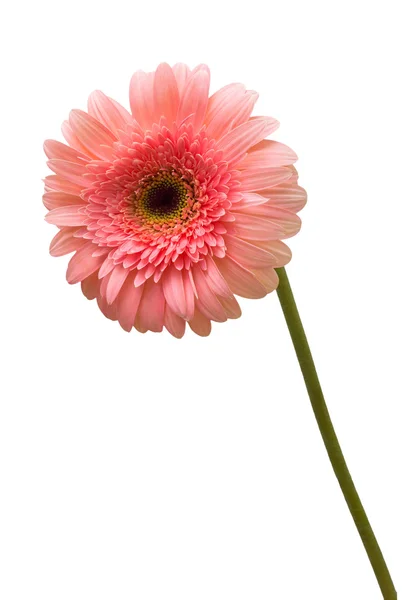 Flor de Gerbera rosa — Fotografia de Stock