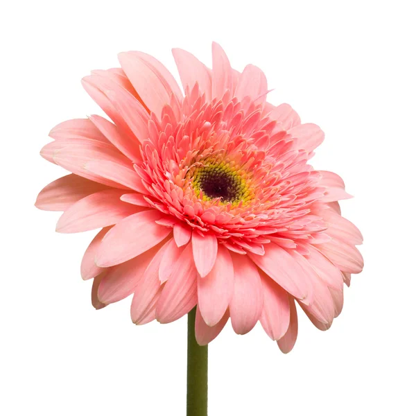 Zbliżenie: różowy gerbera — Zdjęcie stockowe