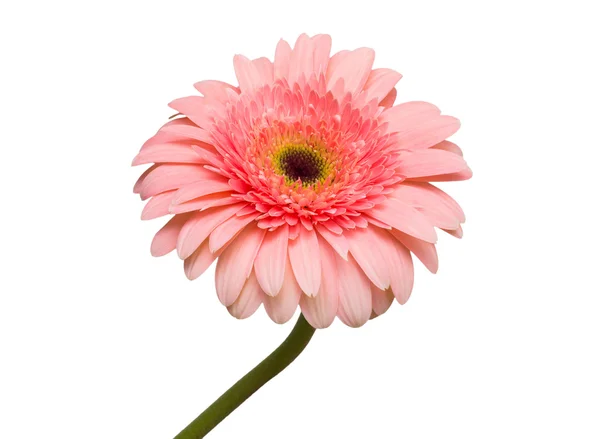 Close-up de gerbera rosa — Fotografia de Stock