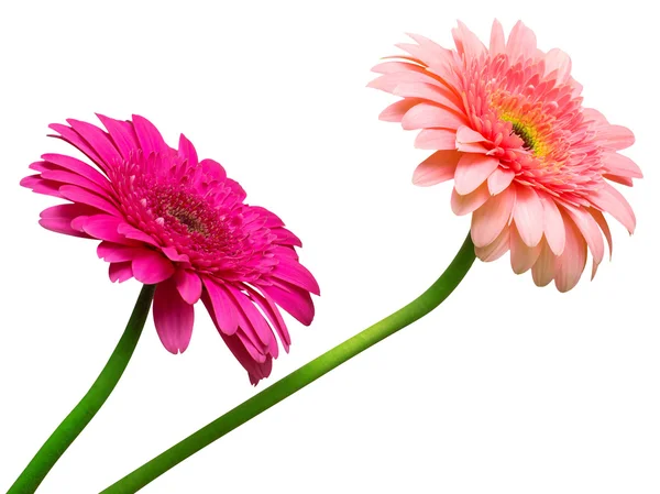 Два квіти-Гербери — стокове фото