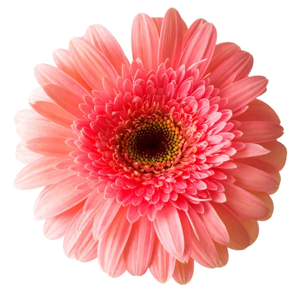 Close-up van roze gerbera — Stockfoto