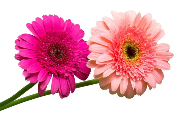Букет з квітів гербер — стокове фото