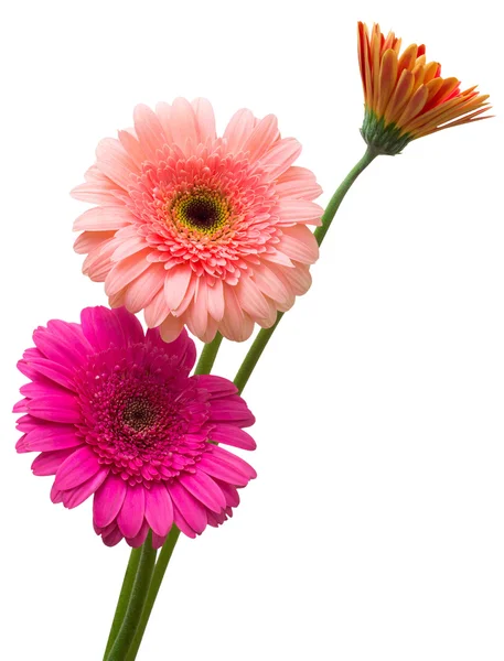 Buquê de flores de gerberas — Fotografia de Stock