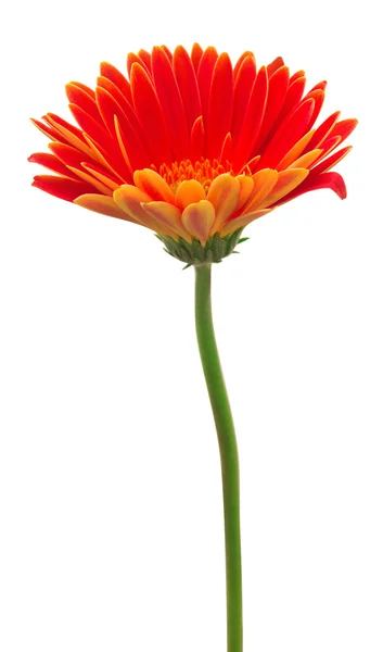 Gerbera rosso brillante — Foto Stock