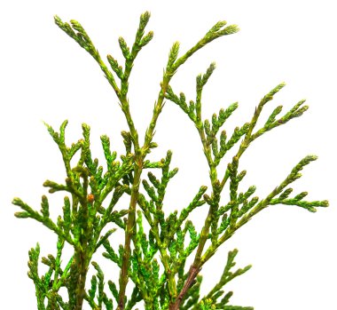 Yeşil Mazı dalları