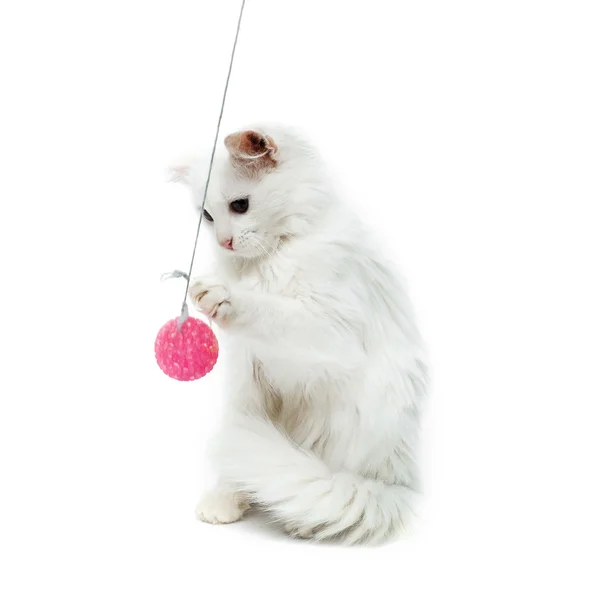 Krásné bílé kotě hraje — Stock fotografie