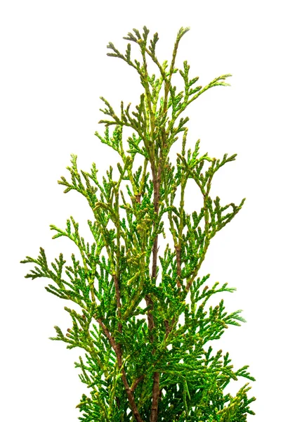 Zielona Thuja oddziałów — Zdjęcie stockowe