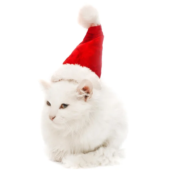 Beyaz Christmas cat şapkalı — Stok fotoğraf