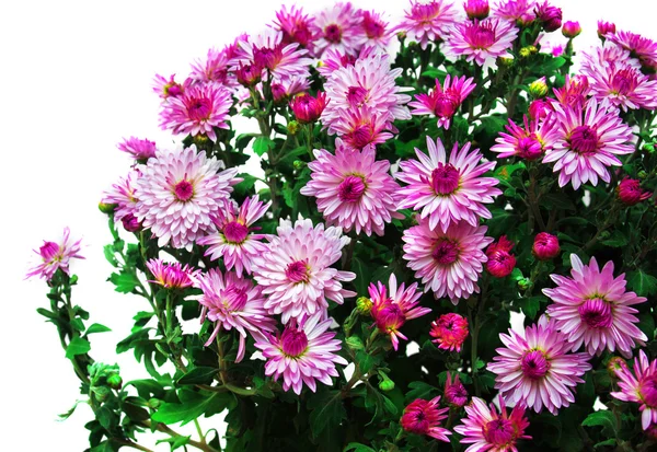粉红色的菊花的花束 — 图库照片