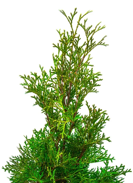 Green Thuja branches — Stock Photo, Image