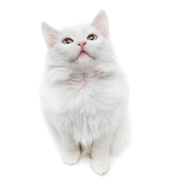 Roztomilá bílá kočka — Stock fotografie