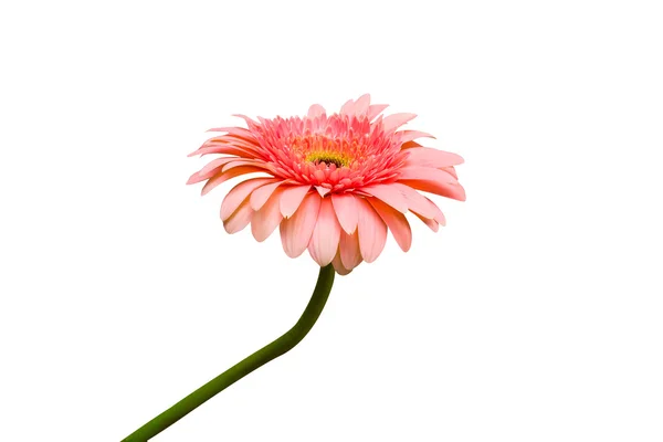 Gerbera rosa fiore — Foto Stock