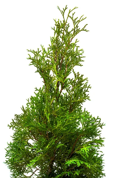 Yeşil Mazı dalları